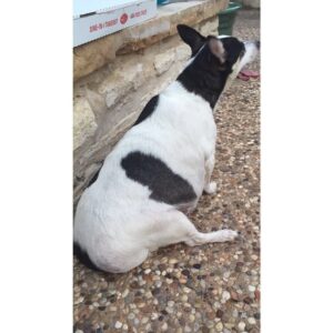 Hayley McFarland Instagram - I don't mean to brag, but I met this dog yesterday. #datbutt