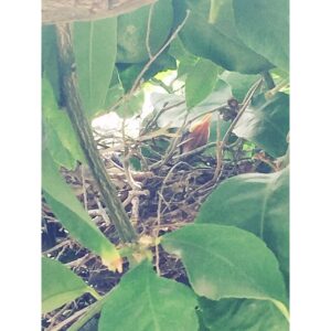 Hayley McFarland Instagram - Meanwhile, in my lemon tree... 🐣