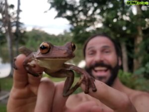 Hazen Audel Instagram - Hypsiboas boans, is the Gladiator tree frog. A magnificent treefrog in the Rainforest regions of South America.  In March they make these walled round nests in the sandy banks near the river or waters edge. They keep the  depth of their nest parallel to the waters edge. The waterlevel seeps through the sand  and keeps their eggs submerged. The eggs and tadpoles must develop rapidly before water levels change within only a few inches. This constant water level is very rare in rain forest environment and so a majority of nests and eggs and tadpoles parish.  Either they dry up or the water level goes beyond the walls of sand that protect the nest and so predatory fish easily come into the nest and devour the contents.
.
#naturalhistory #froglover #herper #herphunter #treefrog #naturenerd #jungleexpedition #naturelover #hazenaudel