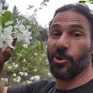 Hazen Audel Instagram - Git your Spring Wildflower cruise on! 

Sarvice berry, Service berry, Saskatoon berry, little juicy sweet purple berries out in the wilds, whatever turns you on. 

#wildlifelovers #wildflower #naturenerd #saskatoon #springfashion #wildedibles #wildfood #bushtucker #pnwonderland #pnwlife
