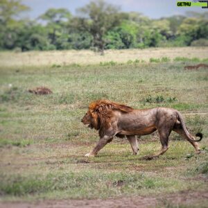Hazen Audel Instagram - Male lion strutting through the Serengeti. 
#africanwildlife #ilovecats #catsofinstagram #catloversclub #serengeti #wildlifelover