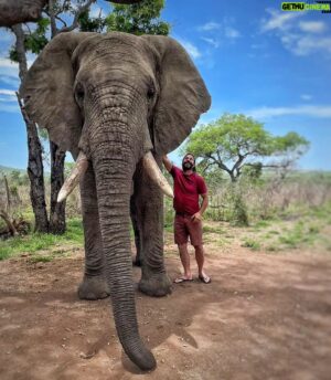 Hazen Audel Instagram - When he grows up, he will be three feet taller.  Pachyderms= thick skin, as they are referred as. The most amazing mammal to be in the presence of. Nothing at all like them that walks this earth. Their trunks can lift up over 650 pounds and can also untangle pea sized seeds in dry grass and eat them one by one. The second most dangerous animal in Africa- They can lean over trees 3 feet across but can gently caress your hair knowing it's a way to communicate softly. 
There is a brain in there with feelings built to deeply care for their families. 
As you know, my respect for nature is immense. And I live  to know that animal capabilities and intelligence are never to be underestimated. 

#africanwildlife #elephantlover #naturelover #kenyawildlife #hazenaudel #natgeochannel #disneyplus