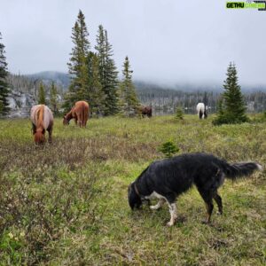 Hazen Audel Instagram - Bales thoroughly enjoyed her adventure with all the boys in the Montana Wilderness. The @cary__jack Montana Male Entrepreneur Mastermind. @iamahappyhustler organized a simply incredible journey. Loads and loads of fun with amazing people with brilliant minds. There was a lot of discussion and development about healthy Male connection, family, business, health, leadership, and the actions we all want to take for our futures. We spent valuable adventure and rest time together that we all needed to form very strong friendships that will last our lifetimes. We were intentional. And we created further support for one another to grow and make in this life to be influential, prosperous, healthy and inspired and making our families and relationships our priorities. 

More adventures ahead. More trips being planned that include adventurers of all kinds- Women, Men, couples, littler ones and families and people that want to grow individually and together. Www.hazenaudel.com/adventures 

#healthyman #morningman @morningmangreens  #backpacking #Kuhl #kuhlclothing #fishingbuddies #entrepreneurs #healthyamerica #horsepacking #cowboylife #diypete #gooutside #dogsofinstagram #actuallygoingoutsideandsleepingoutside #strongmale #dailyinspiration