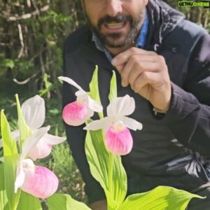 Hazen Audel Instagram - Cypripedium Saterday.
 A find in the woods today! 

#orchidlover #orchid #plantlover #naturenerd #nerdalert #rareplant  #cypripedium #wildforaging #hazenaudel #bushcraft #sciencenerd #flowerpower #botany #botanylovers #roadsideamerica