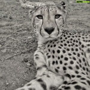 Hazen Audel Instagram - Of course the fastest of all sprinters in the Animal Kingdom. 

#animallover #africanwildlife #b&w