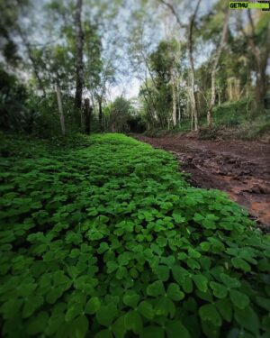 Hazen Audel Instagram - Native tropical shamrocks lining the road on a remote jungle passage along a tributary to the Mekong river. No one planted it. No one planned it. Just nature made it perfect and I happened to be lost on this muddy road and I gotta see it. 

And I loved it. 

#shamrock #stpatricksday #jungle #rainforest #dirtroad #gravelinmytravel #oxalis #plantlover #botanyoftheday #botanist #japanesegarden #asiatravel #naturelover