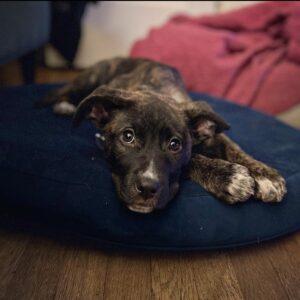 Heather Tom Instagram - Meet our new baby girl Rosie! So sweet and smart! Ella’s new pal and Zanes’s first puppy (he’s agreed to pick up the poop 😂- we’ll see…) thank you @loveleorescue for rescuing this beautiful little girl and for all you do! #crazypuppy #rescuedog #lovedogs #runningpartner #onthetrail #outsideisfree #afternoonsnooze #snoringdogs #dog