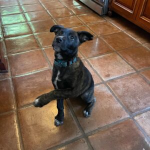 Heather Tom Instagram - Meet our new baby girl Rosie! So sweet and smart! Ella’s new pal and Zanes’s first puppy (he’s agreed to pick up the poop 😂- we’ll see…) thank you @loveleorescue for rescuing this beautiful little girl and for all you do! #crazypuppy #rescuedog #lovedogs #runningpartner #onthetrail #outsideisfree #afternoonsnooze #snoringdogs #dog