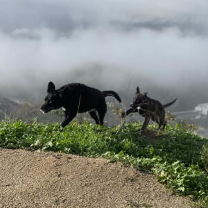 Heather Tom Instagram - Meet our new baby girl Rosie! So sweet and smart! Ella’s new pal and Zanes’s first puppy (he’s agreed to pick up the poop 😂- we’ll see…) thank you @loveleorescue for rescuing this beautiful little girl and for all you do! #crazypuppy #rescuedog #lovedogs #runningpartner #onthetrail #outsideisfree #afternoonsnooze #snoringdogs #dog