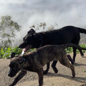 Heather Tom Instagram - Meet our new baby girl Rosie! So sweet and smart! Ella’s new pal and Zanes’s first puppy (he’s agreed to pick up the poop 😂- we’ll see…) thank you @loveleorescue for rescuing this beautiful little girl and for all you do! #crazypuppy #rescuedog #lovedogs #runningpartner #onthetrail #outsideisfree #afternoonsnooze #snoringdogs #dog
