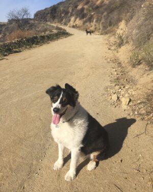 Heather Tom Instagram - Yesterday my beautiful boy passed away. Henry shared our lives for almost 16 wonderful years. I will miss running on the beach and going on long hikes with him. He had the best puppy dog eyes and he used them every chance he got to finagle a chicken bite or even better bacon! He was a kind, gentle majestic beast and we will love him forever. ❤️#aussie #australianshepherd #puppydog #dog #love