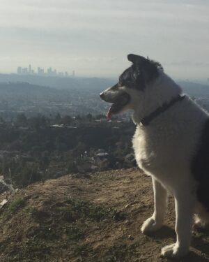 Heather Tom Instagram - Yesterday my beautiful boy passed away. Henry shared our lives for almost 16 wonderful years. I will miss running on the beach and going on long hikes with him. He had the best puppy dog eyes and he used them every chance he got to finagle a chicken bite or even better bacon! He was a kind, gentle majestic beast and we will love him forever. ❤️#aussie #australianshepherd #puppydog #dog #love