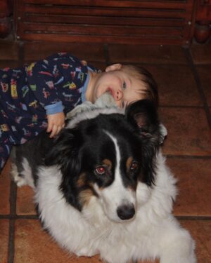Heather Tom Instagram - Yesterday my beautiful boy passed away. Henry shared our lives for almost 16 wonderful years. I will miss running on the beach and going on long hikes with him. He had the best puppy dog eyes and he used them every chance he got to finagle a chicken bite or even better bacon! He was a kind, gentle majestic beast and we will love him forever. ❤️#aussie #australianshepherd #puppydog #dog #love
