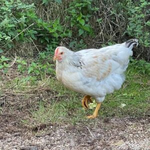 Hélène Rollès Instagram - Petit poussin est devenu poule !
 Elle s'appelle Yin !

.
.
.
.
.
#poussin #poule #yin