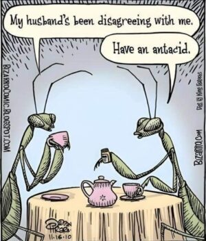 Henny Russell Instagram - 😂🤣😂 #PrayingMantis