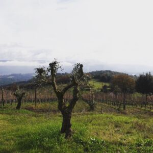 Henriette Confurius Instagram - ..., aber gleich wieder da 
#toscana 🍃