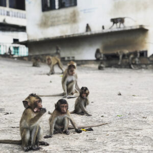 Henrik Holm Instagram - 🐒
