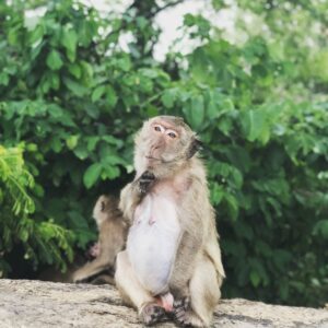 Henrik Holm Instagram - 🐒