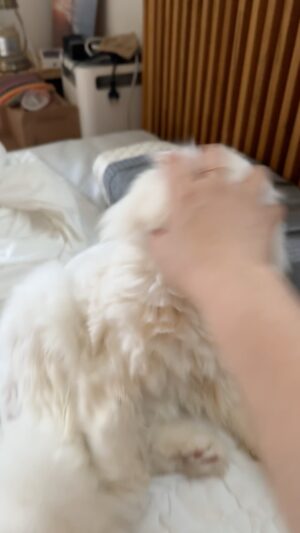 Heo An-na Instagram - 나도 해봤다 머리채 댄스🙀
영상을 남기고 손가락을 내어줌ㅋㅋㅋ

수락이님들~ 잘지내고 계시지요??
일요일인 오늘 어린이 날이네요
저희 집에 어린이가 없는 관계로
제가 대표로 어른이로 땡깡을 부리며 
오늘을 즐기도록 하겠습니다:)

세상 모든 어린이들 
세상에서 제일 행복한 어린이 되세요
세상 모든 부모님들 세상 제일 피곤하지만 
뿌듯한 어른이 되세요🚸

#우리집고양이14살
#어린이아님중딩임
#어린이날