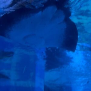 Hikari Codama Instagram - .
.
早希ちゃんと八景島デート🦭🫶
水族館久々すぎてたのしかったーーー！！！！

ずっとニコニコの1日でしたらぶ

#instagood #ootd #aquarium