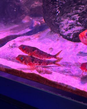 Hikari Codama Instagram - .
.
早希ちゃんと八景島デート🦭🫶
水族館久々すぎてたのしかったーーー！！！！

ずっとニコニコの1日でしたらぶ

#instagood #ootd #aquarium
