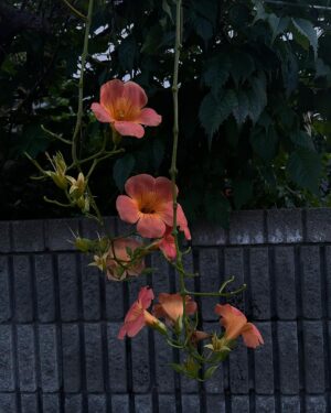 Himena Irei Instagram - ⁡
いい夏でした