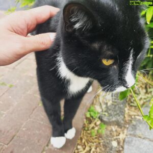 Hirofumi Araki Instagram - カッコイイね🐈‍⬛✨