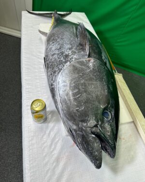 Hiroki Yasumoto Instagram - 生本鮪。
美味かったなぁ。
魚は美味い。好き。