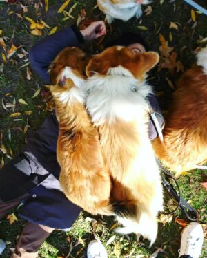 Holly Deveaux Instagram - Happily drowning in corgis on set, please don’t send help 🐶 🎥 📸