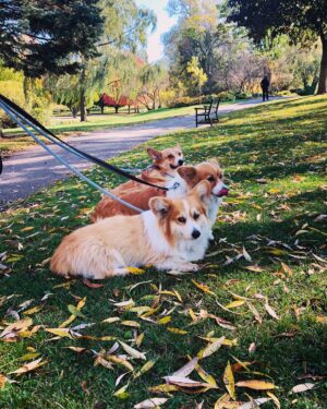 Holly Deveaux Instagram - Happily drowning in corgis on set, please don’t send help 🐶 🎥 📸