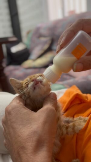 Hugo Cobo Instagram - Esto hay que hacerlo más a menudo gente❤️ #reels #gatos #rescate #love #cute
