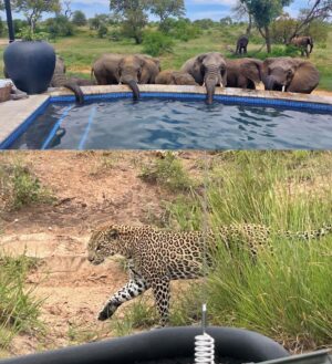 Iain Glen Instagram - I’ve been shooting a second season of the Emmy nominated #Reyka in Joburg and Durban. Powerful new story with the same top notch crew and cast. There was time for a weekend away at the Timbavati Safari in Kruger National Park. Elephants came to drink out of the pool. But don’t stray away from the vehicle…
