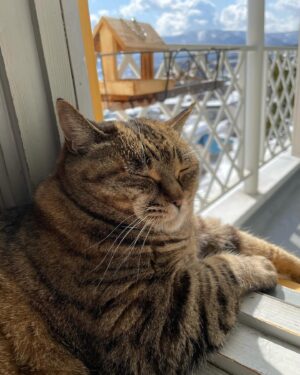Ichiro Yamaguchi Instagram - 顎に出来たしこりニキビを触りながら、母から定期的に送られてくる猫の写真を見る。