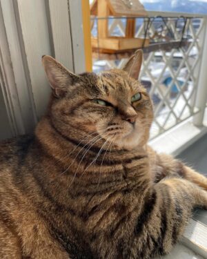 Ichiro Yamaguchi Instagram - 顎に出来たしこりニキビを触りながら、母から定期的に送られてくる猫の写真を見る。