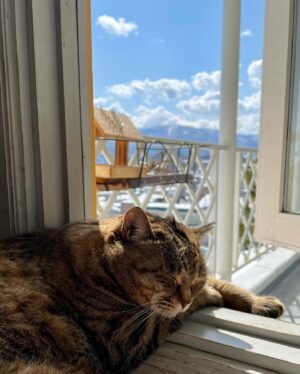 Ichiro Yamaguchi Instagram - 顎に出来たしこりニキビを触りながら、母から定期的に送られてくる猫の写真を見る。