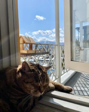 Ichiro Yamaguchi Instagram - 顎に出来たしこりニキビを触りながら、母から定期的に送られてくる猫の写真を見る。