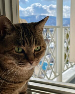 Ichiro Yamaguchi Instagram - 顎に出来たしこりニキビを触りながら、母から定期的に送られてくる猫の写真を見る。