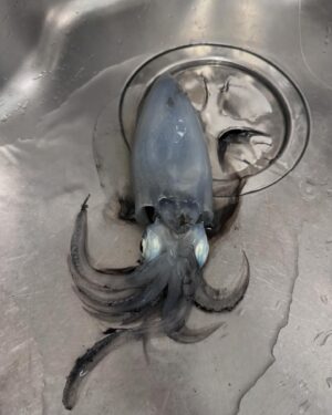 Ichiro Yamaguchi Instagram - いよいよ今週末は広島でのライブ。自宅のサウナ工事のため、最近は三浦半島にあるアトリエで生活をしているのだが、海が近く、港町でもあるので、生まれ育った小樽を思い出す。釣りをしたり、防波堤沿いを懐中電灯で海を照らしながら魚を探したり、何の気なしに部屋でギターを弾いたり、新しい詩集の為に言葉と向き合ったり、変な緊張感のないシンプルな生活しているせいか、体調も上向きだ。ただ家電が壊れたり、キッチンで指を切ったり、変なトラブルが続いていて、これは何かを暗示しているのかなとオカルト的な心持ちになったりもする。つまり僕は今、正常だ。
