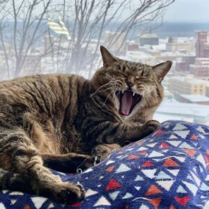 Ichiro Yamaguchi Instagram - おかんが猫の写真送ってくれる。