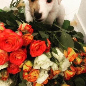 Igor Lifanov Instagram - Кто-то находит в капусте,кому-то приносит аист,моя же нашлась в цветах💐🐶
