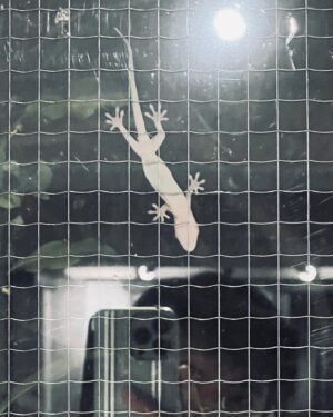 Ikki Sawamura Instagram - .
今年は姿を見せてくれました。

毎日ウソみたいに暑いですが、ヤモリも一生懸命に生きています。