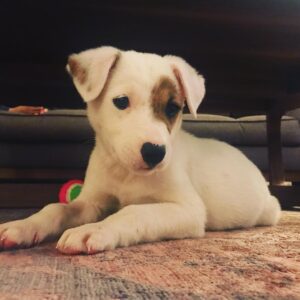 İlker Ayrık Instagram - Eveet!... Ailemizin yeni üyesi. Barınaktan evimize. İki oğlum vardı. Bir de kızım oldu. 😆 Adı bile belli değil. Hoşgeldi... İsim için fikri olan?