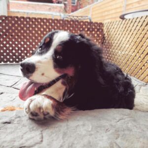 India Desjardins Instagram - 👅 .
.
.
#bouvierbernois #bernesemountaindog #bernesepuppy #bestdog #sourire
