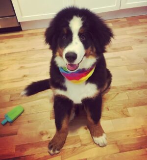 India Desjardins Instagram - Le toiletteur a eu une belle idée 😍🏳️‍🌈🐾
.
.
.

#dogsofinstagram #bouvierbernois #bernerpup #dogsoftheday
