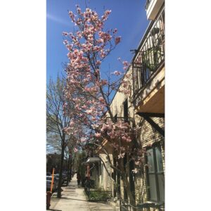 India Desjardins Instagram - Magnolia 🌸

#plateaumontroyal #montréal #mtlmoments