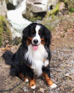 India Desjardins Instagram - Joyeux randonneur 😙🥾🌿🐾
.
.
.
.
#hikingwithdogs #bernesemountaindogs #bouvierbernois #vermont #stowevermont