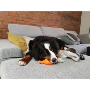 India Desjardins Instagram - « Il ne montera jamais sur le divan! »
- Moi (dans un passé pas si lointain, avant d’apprendre que je n’ai pas toujours la force de mes convictions!)
🙄
.
.
.
#bouvierbernois #bernesemountaindog #bernerpuppy #amourdechien