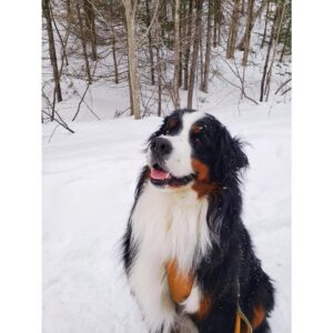 India Desjardins Instagram - Celui qui me fait sortir dehors quand on gèle et que j’aurais juste envie de rester chez nous à regarder des films... et qui réussit à me faire aimer ça.
#bouvierbernois #bernesemountaindogs #snow #winter #dogsofinstagram #doglover
