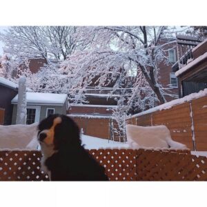 India Desjardins Instagram - Une tempête en mars? J’en connais un qui l’apprécie (pis il ne fait même pas de ski!)
.
.
.
#bouvierbernois #bernesemountaindog #berneseofinstagram