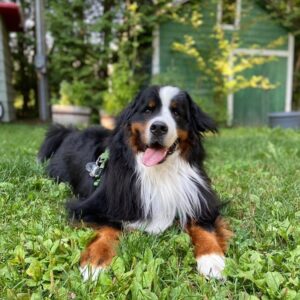 India Desjardins Instagram - La face du bonheur dans ce paysage idyllique. Je mets cette photo de Gustav ici pour me souvenir toute ma vie de ce moment magique de mon été 2021. ✨
.
.
📸 @cathpp 
.
.
#bouvierbernois #bernesemountaindog #dogsofinstagram #summer2021